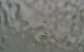 Sopot bosmanat molo #2 - 05-02-2026 12:11