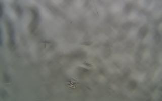 Sopot bosmanat molo #2 - 05-02-2026 12:18