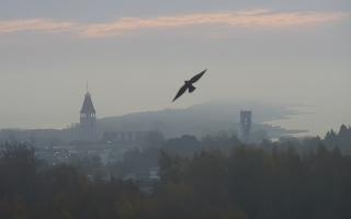 Chłapowo - 01-11-2025 07:13