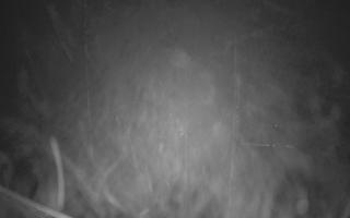 Zieleniec - Winterpol - 02-11-2025 23:24