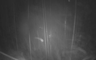 Zieleniec - Winterpol - 02-11-2025 23:52