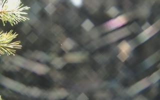 Sromowce Wyżne Flisacy - 03-11-2025 16:47