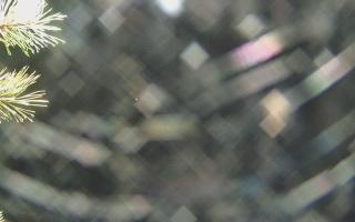 Sromowce Wyżne Flisacy - 03-11-2025 17:17