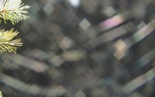 Sromowce Wyżne Flisacy - 03-11-2025 18:11