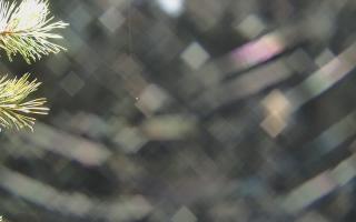 Sromowce Wyżne Flisacy - 03-11-2025 18:41