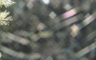 Sromowce Wyżne Flisacy - 03-11-2025 22:29