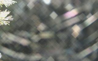 Sromowce Wyżne Flisacy - 03-11-2025 22:52