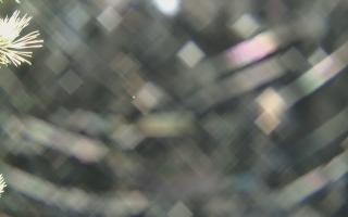 Sromowce Wyżne Flisacy - 04-11-2025 03:40