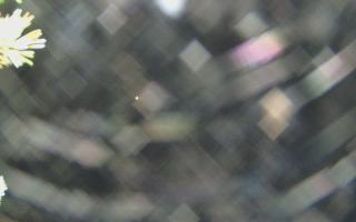 Sromowce Wyżne Flisacy - 04-11-2025 04:11