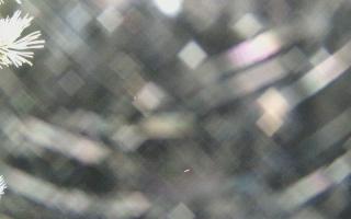 Sromowce Wyżne Flisacy - 04-11-2025 04:26