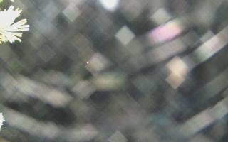 Sromowce Wyżne Flisacy - 04-11-2025 04:41