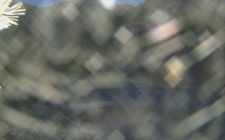 Sromowce Wyżne Flisacy - 13-12-2025 15:17