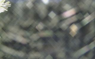 Sromowce Wyżne Flisacy - 13-12-2025 15:25