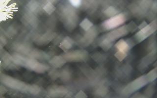 Sromowce Wyżne Flisacy - 13-12-2025 16:56