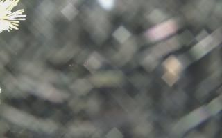 Sromowce Wyżne Flisacy - 18-12-2025 19:43