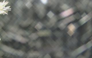 Sromowce Wyżne Flisacy - 18-12-2025 21:29