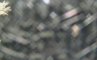 Sromowce Wyżne Flisacy - 18-12-2025 21:37