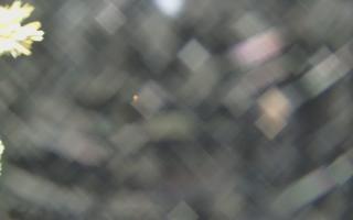 Sromowce Wyżne Flisacy - 18-12-2025 21:44