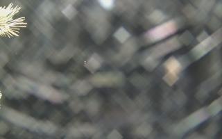 Sromowce Wyżne Flisacy - 18-12-2025 22:45