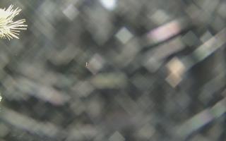 Sromowce Wyżne Flisacy - 18-12-2025 23:38