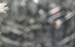 Sromowce Wyżne Flisacy - 19-12-2025 00:01