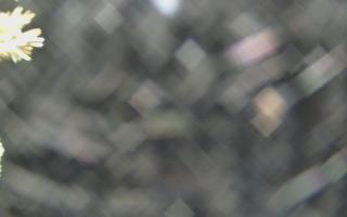 Sromowce Wyżne Flisacy - 19-12-2025 00:16