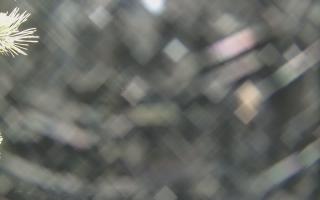 Sromowce Wyżne Flisacy - 19-12-2025 00:31