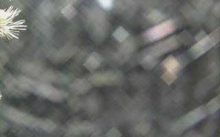 Sromowce Wyżne Flisacy - 19-12-2025 00:46