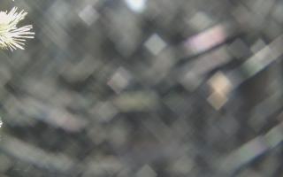 Sromowce Wyżne Flisacy - 19-12-2025 00:54