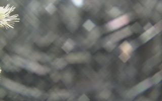 Sromowce Wyżne Flisacy - 19-12-2025 01:02