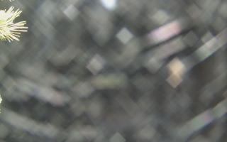 Sromowce Wyżne Flisacy - 19-12-2025 01:09