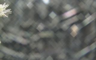 Sromowce Wyżne Flisacy - 19-12-2025 01:17