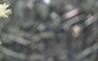 Sromowce Wyżne Flisacy - 19-12-2025 01:40