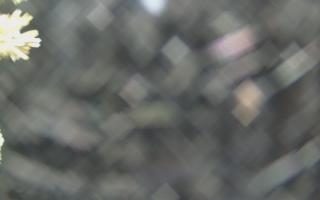 Sromowce Wyżne Flisacy - 19-12-2025 02:02