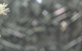 Sromowce Wyżne Flisacy - 19-12-2025 02:10