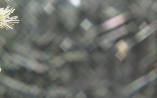 Sromowce Wyżne Flisacy - 19-12-2025 02:18