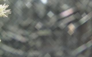 Sromowce Wyżne Flisacy - 19-12-2025 02:25