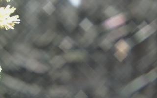 Sromowce Wyżne Flisacy - 19-12-2025 02:33