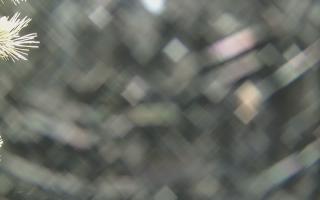 Sromowce Wyżne Flisacy - 19-12-2025 02:40