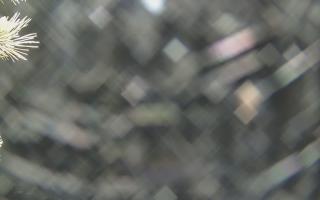 Sromowce Wyżne Flisacy - 19-12-2025 02:48