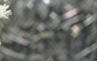 Sromowce Wyżne Flisacy - 19-12-2025 03:18