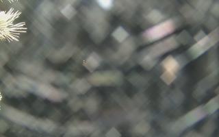 Sromowce Wyżne Flisacy - 19-12-2025 03:49