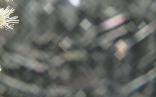 Sromowce Wyżne Flisacy - 19-12-2025 03:56