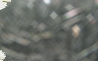 Sromowce Wyżne Flisacy - 01-02-2026 17:11