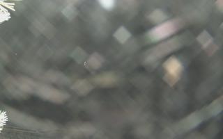 Sromowce Wyżne Flisacy - 01-02-2026 17:56