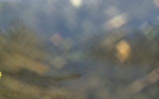 Sromowce Wyżne Flisacy - 22-03-2026 04:11